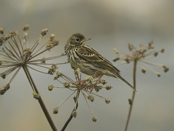 Niittykirvinen, Meadow Pipit, Anthus pratensis